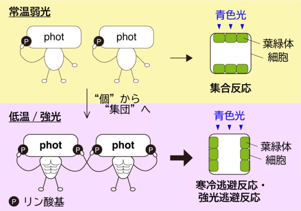優待特典一覧 植物細胞が過酷な光環境に即時応答するしくみの一端を解明 生物学